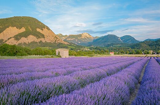 Uitgestrekt lavendelveld in bloei met bergen, Drôme Provençale.